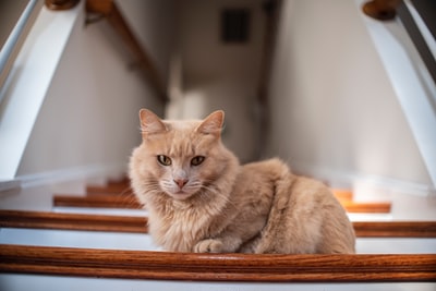 棕色木楼梯上的棕色猫